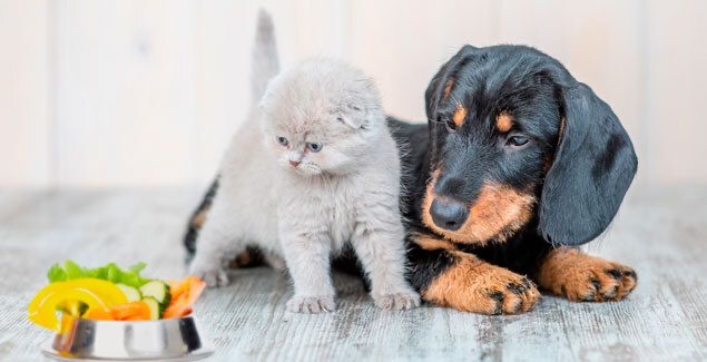 Welke groenten mogen honden eten? | Mascota Box