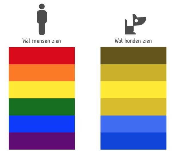 Welke kleuren ziet een hond? | Mascota Box