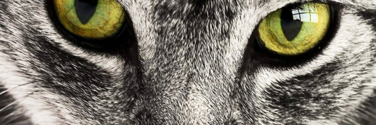 Natuurlijke gezonde kattenmaaltijd met 95% vlees van Mascota Box - Wat Mogen Katten Eten?